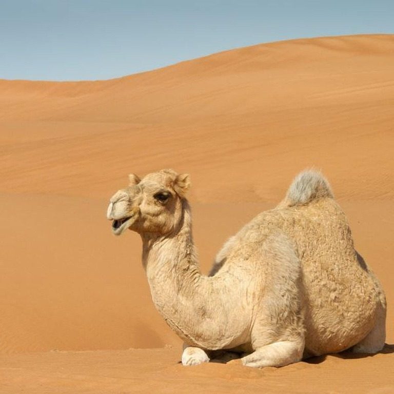 Padang Pasir Sahara (pixabay: stafinho) 